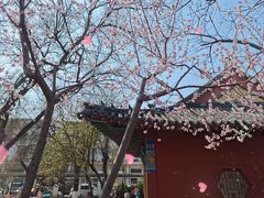 -桃花堤公园
