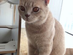 -Catmate·猫肥家润(金润铂宫店)