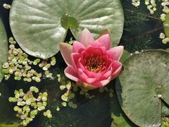 -莲花池公园