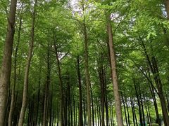 -顾村公园