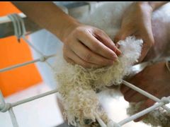 -瑞派福兴宠物医院犬猫全科·骨科·中西医结合(河东店)