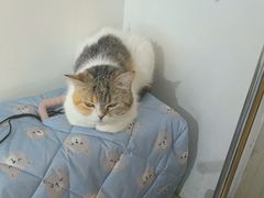-平行世界·猫咖(首经贸店)