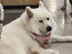 -共舞时光猫咖·狗咖(新街口店)