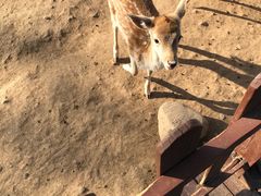 鹿-西安秦岭野生动物园