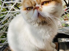 -喵屿·大理花园猫咖