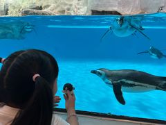 -帝企鹅自助餐厅•儿童岛•真企鹅(长隆企鹅酒店)