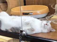 -奶牛家宠物酒店(嘉宏云顶店)