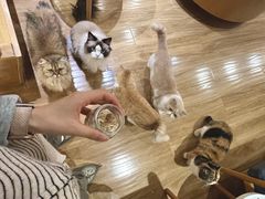 -滚猫咖啡·猫咖·猫友好撸猫(未来城店)