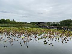 -溱湖国家湿地公园