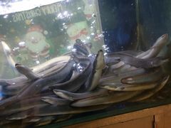 -本炙炭烤·蒲烧活鳗料理店(金沙洲店)