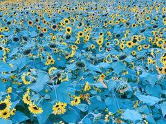 -长白岛森林公园