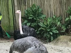 -新加坡飞禽公园