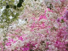 -深圳国际园林花卉博览园