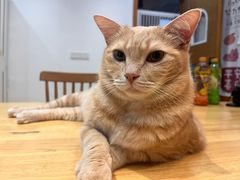 -是阿柴呀！柴犬咖啡·爱喵喵猫咖
