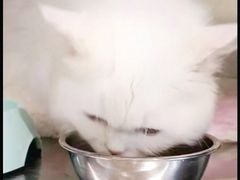 -艾吉宠物医院·疑难杂症转诊中心·猫友好(碧江路院)