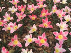 -上海鲜花港