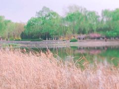 -永定河休闲森林公园