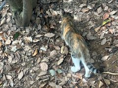 -杭州半山国家森林公园