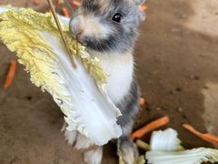 -秦皇岛野生动物园