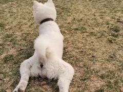 -趣玩宠物乐园寄养训犬训狗游泳池