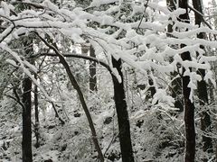 景点-朱雀国家森林公园
