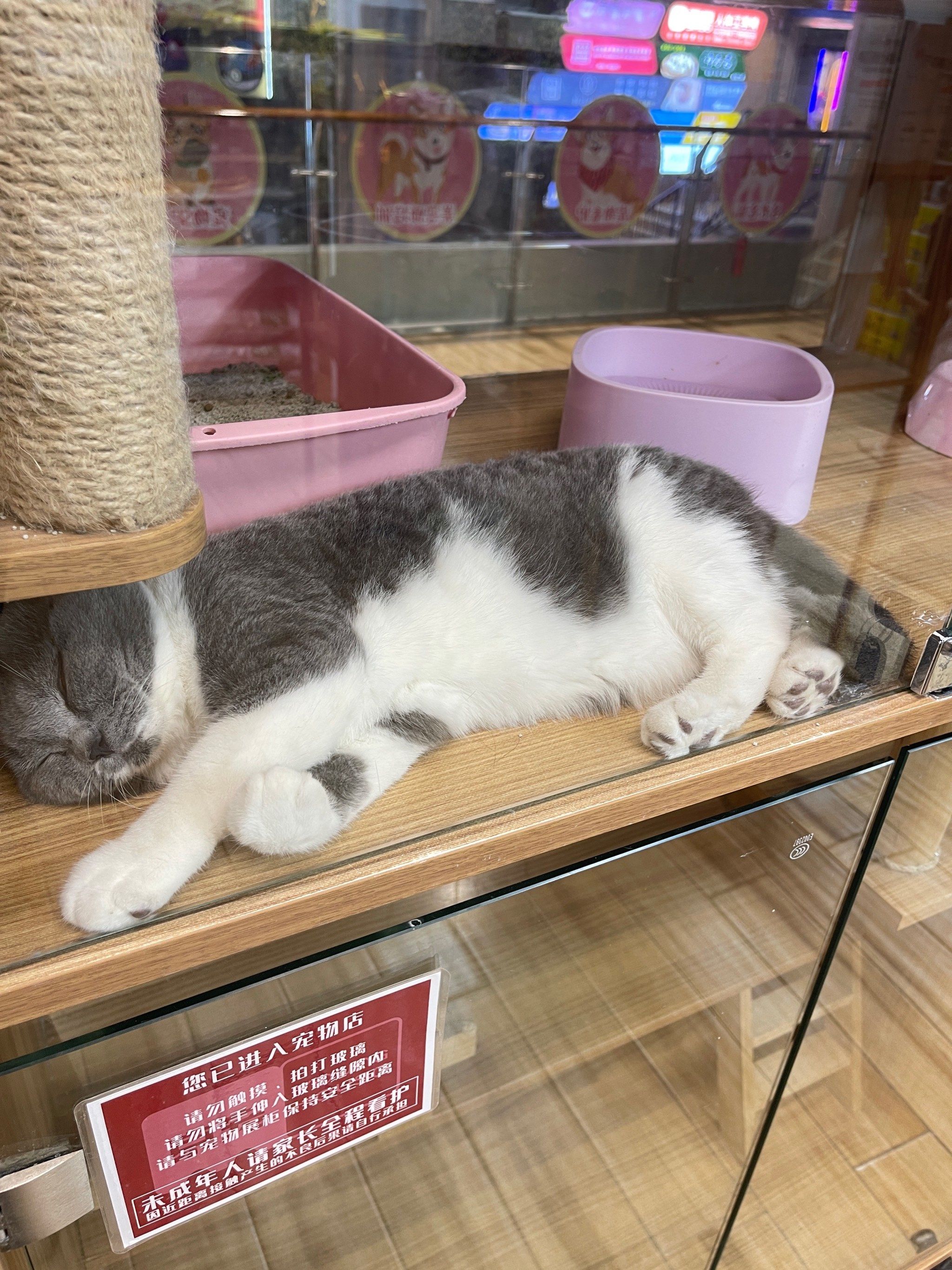 宠物店新成员,超可爱哦!