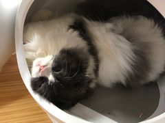 -李小姐の猫咖啡馆(五角场店)