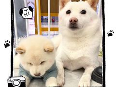 -柴犬小屋·柴餐厅·狗咖食堂(金鼎广场店)