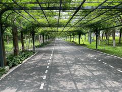 -东平国家森林公园