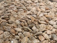 -浩运海鲜·16年专注青岛菜(石老人店)