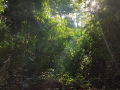 -西双版纳原始森林公园