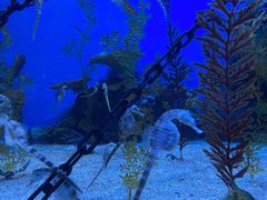 -上海海洋水族馆