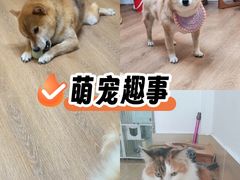 -是阿柴呀！柴犬咖啡·爱喵喵猫咖