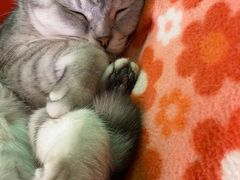 -猫咪博物馆(顶澳仔猫街店)