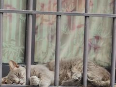 -猫岛主趣味餐厅(鼓浪屿店)