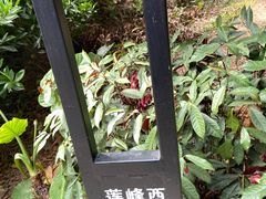 -莲花山公园