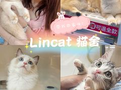 -lincat·猫舍(广州店)
