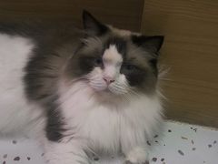 -滚猫咖啡·猫咖·猫友好撸猫(未来城店)