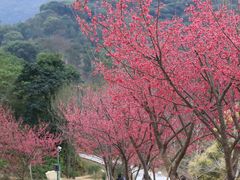 -福清灵石山国家森林公园