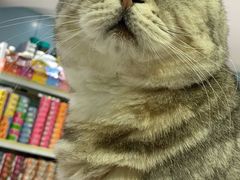 -喵的天空名猫咖啡馆·撸猫·猫舍·用品