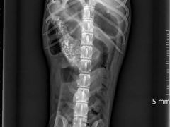 -瑞派福兴宠物医院犬猫全科·骨科·中西医结合(河东店)