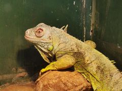 -上海大自然野生昆虫馆(东方明珠·爬宠昆虫探索中心)