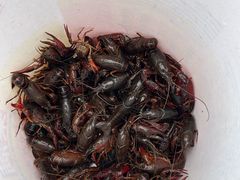 -狮龙啤酒烧烤屋(建二路店)