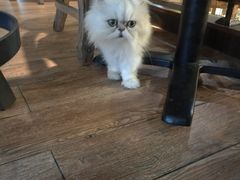 -more than meow吴止猫主题餐厅(承德 中船汇店)