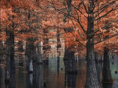 -白鹭湾湿地公园