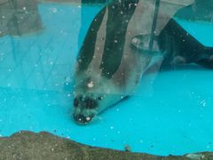-海合安成都极地海洋公园