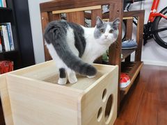 -佩兹宠物医院肿瘤专科·眼科·牙科(黄浦店)