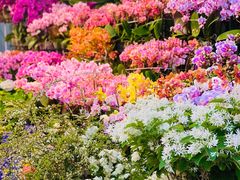 -双季花艺园艺市场(浦东店)