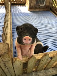 -萌宠亲子动物乐园(槐房万达店)