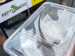 -酷以爬仙阁实体爬宠店·守宫·蜥蜴·专业繁育